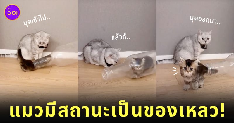 คลิปแมวมุดเข้าออกขวดน้ำ แมวเป็นของเหลว TikTok