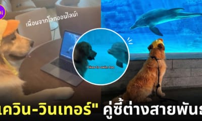 มิตรภาพคู่ซี้ต่างสายพันธุ์ น้องหมาเควิน โลมาวินเทอร์ Kevin Winter