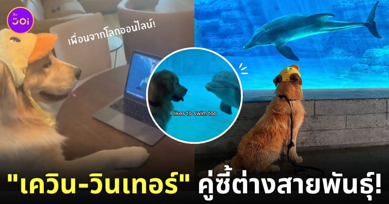 มิตรภาพคู่ซี้ต่างสายพันธุ์ น้องหมาเควิน โลมาวินเทอร์ Kevin Winter