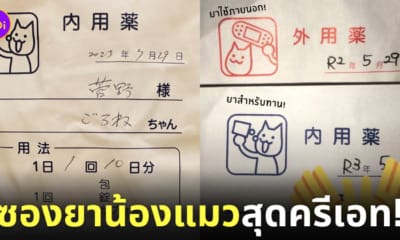 ดีไซน์ ซองยา น้องแมว ญี่ปุ่น