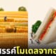 โมเดลโลกใบจิ๋ว โมเดลมนุษย์จิ๋ว โมเดลคนจิ๋ว Tatsuya Tanaka