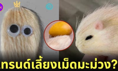 เทรนด์ใหม่ วัยรุ่นจีน เลี้ยงเม็ดมะม่วง