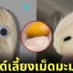 เทรนด์ใหม่ วัยรุ่นจีน เลี้ยงเม็ดมะม่วง