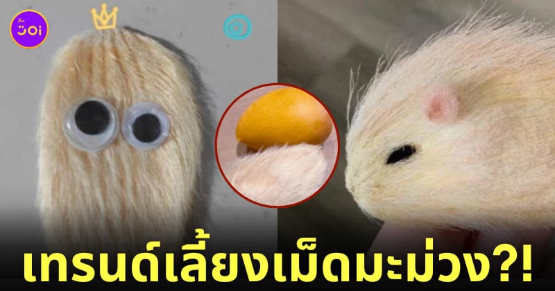 เทรนด์ใหม่ วัยรุ่นจีน เลี้ยงเม็ดมะม่วง
