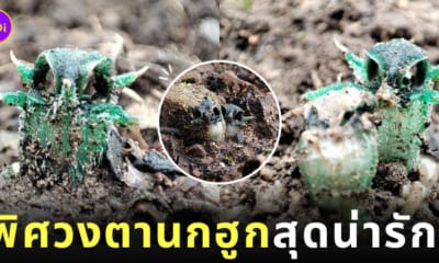 พืชจิ๋ว พิศวงตานกฮูก พิศวงไทยทอง พรรณไม้เกียรติประวัติไทย เขตรักษาพันธุ์สัตว์ป่าอุ้มผาง จังหวัดตาก