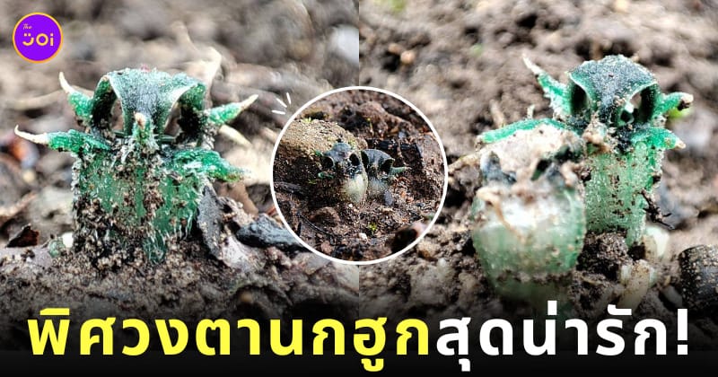 พืชจิ๋ว พิศวงตานกฮูก พิศวงไทยทอง พรรณไม้เกียรติประวัติไทย เขตรักษาพันธุ์สัตว์ป่าอุ้มผาง จังหวัดตาก