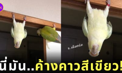 ภาพนกแก้วห้อยหัวเหมือนค้างคาว
