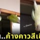 ภาพนกแก้วห้อยหัวเหมือนค้างคาว
