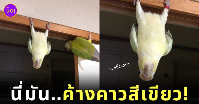 ภาพนกแก้วห้อยหัวเหมือนค้างคาว