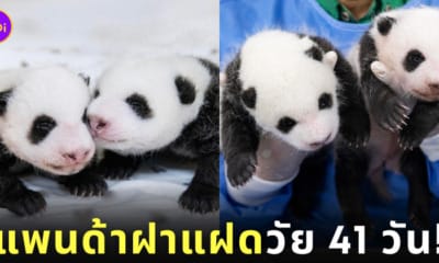 ลูกแพนด้ายักษ์ ฝาแฝด เกาหลีใต้