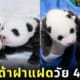 ลูกแพนด้ายักษ์ ฝาแฝด เกาหลีใต้