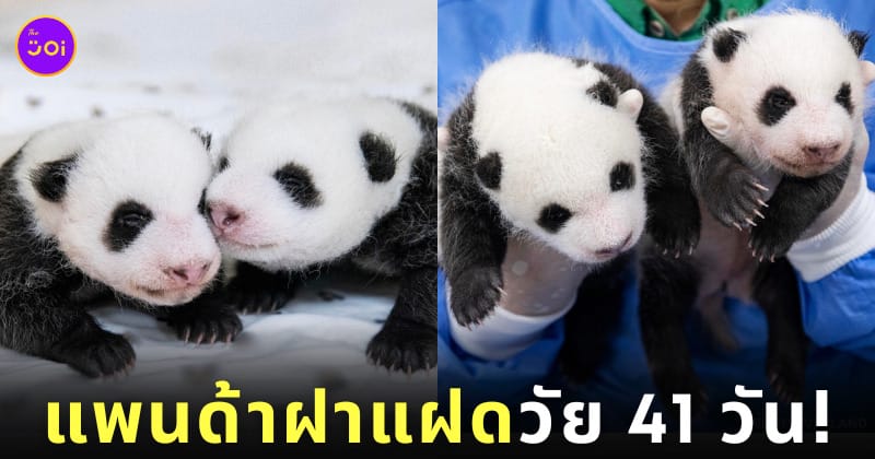 ลูกแพนด้ายักษ์ ฝาแฝด เกาหลีใต้