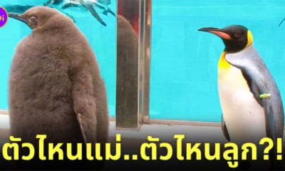 ภาพแม่ลูกเพนกวิน สวนสัตว์ญี่ปุ่น
