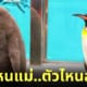 ภาพแม่ลูกเพนกวิน สวนสัตว์ญี่ปุ่น