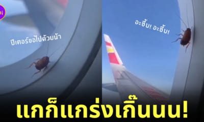 คลิปแมลงสาบเกาะหน้าต่างเครื่องบินขณะอยู่กลางอากาศในประเทศจีน