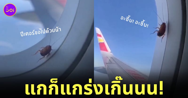 คลิปแมลงสาบเกาะหน้าต่างเครื่องบินขณะอยู่กลางอากาศในประเทศจีน
