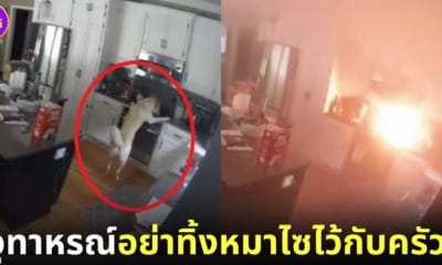 ปก หมาไซบีเรียนฮัสกี้เผาครัวเกือบหมด