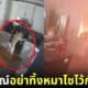 ปก หมาไซบีเรียนฮัสกี้เผาครัวเกือบหมด