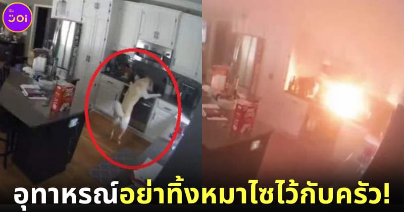 ปก หมาไซบีเรียนฮัสกี้เผาครัวเกือบหมด