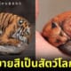 ปก 32 ภาพก้อนหินระบายสีกลายเป็นสัตว์โลกน่ารักโดยศิลปินญี่ปุ่น “Akie Nakata”