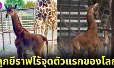 ปก Brights Zoo ลูกยีราฟไร้จุด