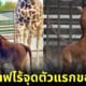 ปก Brights Zoo ลูกยีราฟไร้จุด
