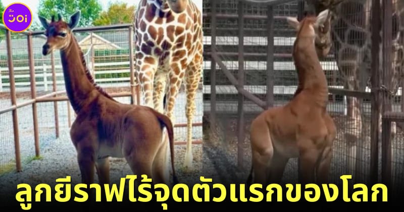 ปก Brights Zoo ลูกยีราฟไร้จุด