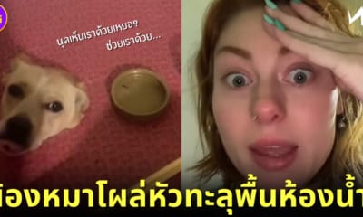 ปก Kyndal Bret สาวอเมริกันช็อกเจอน้องหมาโผล่หัวทะลุพื้นห้องน้ำ (มีคลิป)