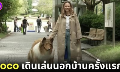 ปก Toco คนกลายเป็นหมาเดินเล่น