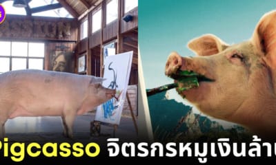 ปก pigcasso หมูวาดรูป