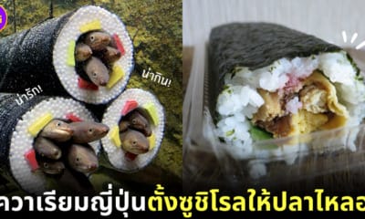 ปก ปลาไหล ซูชิโรล อควาเรียมญี่ปุ่น