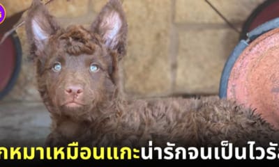 ปก ลูกสุนัขพันธุ์มูดิ (Mudi) กลายเป็นไวรัล เพราะขนหยิกจนนึกว่าเป็นลูกแกะ
