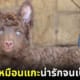 ปก ลูกสุนัขพันธุ์มูดิ (Mudi) กลายเป็นไวรัล เพราะขนหยิกจนนึกว่าเป็นลูกแกะ