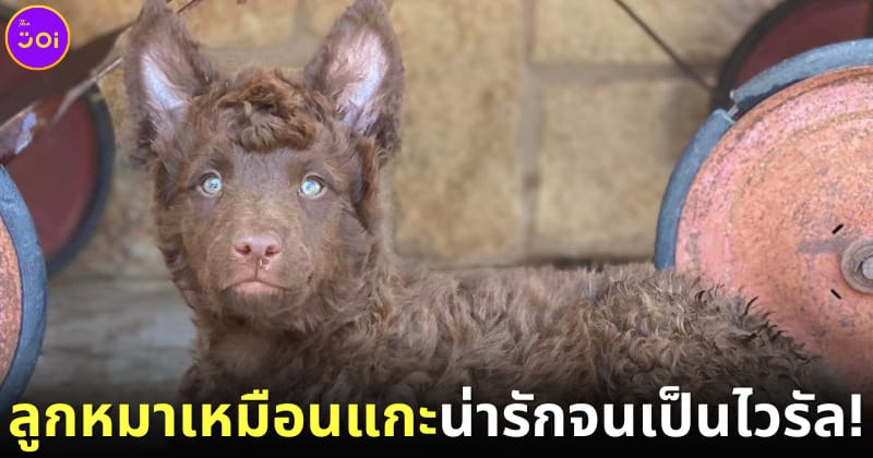 ปก ลูกสุนัขพันธุ์มูดิ (Mudi) กลายเป็นไวรัล เพราะขนหยิกจนนึกว่าเป็นลูกแกะ