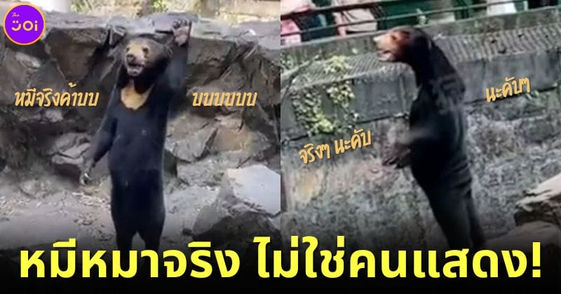 ปก สวนสัตว์จีน หมีหมาจริง
