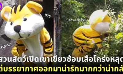ปก สวนสัตว์เปิดเขาเขียวซ้อม เสือโคร่งอินโดจีน หลุด