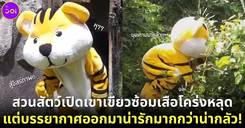 ปก สวนสัตว์เปิดเขาเขียวซ้อม เสือโคร่งอินโดจีน หลุด