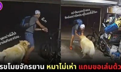 ปก สุนัขโกลเด้น รีทรีฟเวอร์ เล่นกับโจร