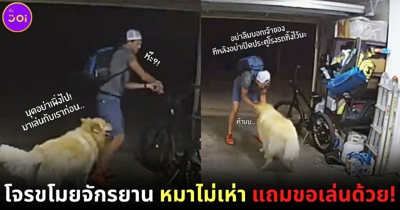 ปก สุนัขโกลเด้น รีทรีฟเวอร์ เล่นกับโจร