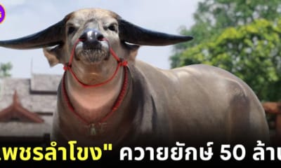 ปก เพชรลำโขง ควายยักษ์ราคามากกว่ารถลัมโบร์กินี