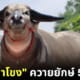ปก เพชรลำโขง ควายยักษ์ราคามากกว่ารถลัมโบร์กินี