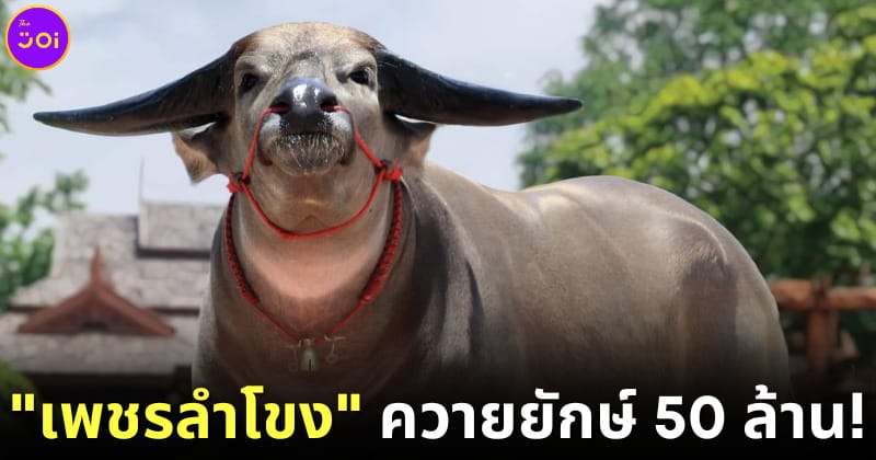 ปก เพชรลำโขง ควายยักษ์ราคามากกว่ารถลัมโบร์กินี