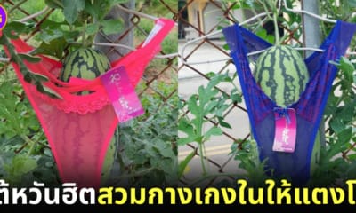 ปก แตงโมนุ่งกางเกงใน ไต้หวัน