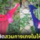 ปก แตงโมนุ่งกางเกงใน ไต้หวัน