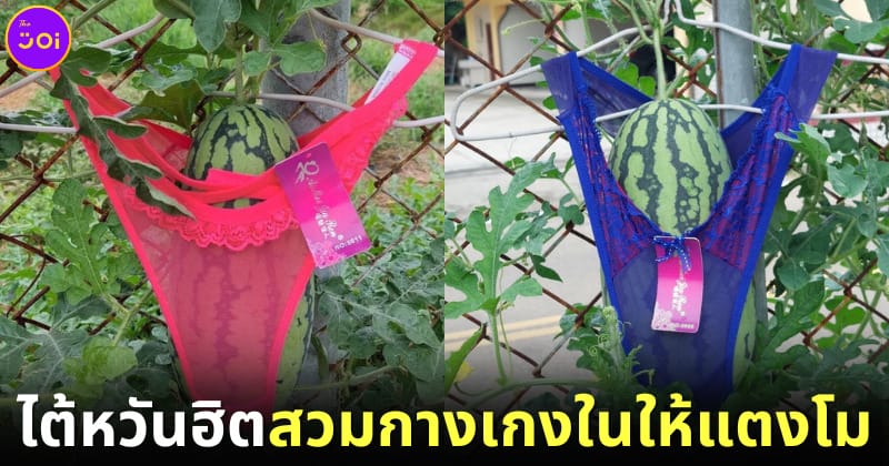 ปก แตงโมนุ่งกางเกงใน ไต้หวัน