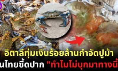 อิตาลีทุ่มงบกว่าร้อยล้านกำจัดปูม้า คนไทยซี้ดปากทำไมไม่บุกมาทางนี้