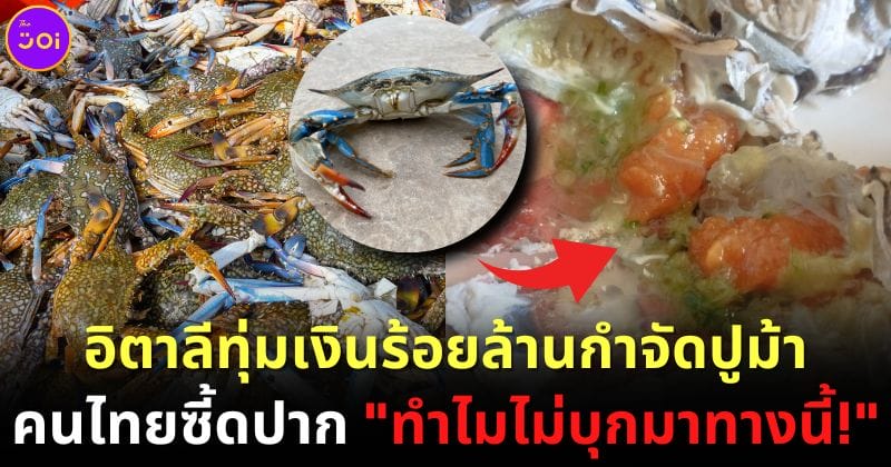 อิตาลีทุ่มงบกว่าร้อยล้านกำจัดปูม้า คนไทยซี้ดปากทำไมไม่บุกมาทางนี้