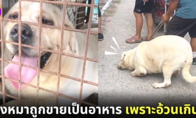 สุนัขลาบราดอร์ถูกขายเป็นอาหาร เพราะอ้วนเกินไป