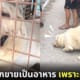 สุนัขลาบราดอร์ถูกขายเป็นอาหาร เพราะอ้วนเกินไป