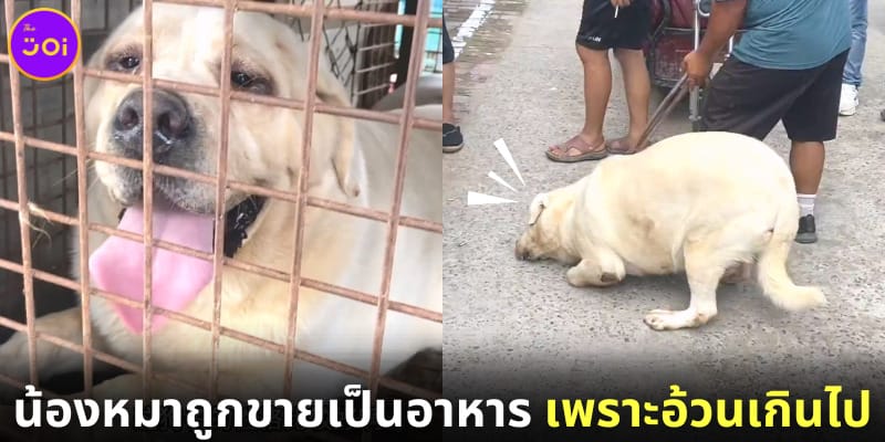 สุนัขลาบราดอร์ถูกขายเป็นอาหาร เพราะอ้วนเกินไป